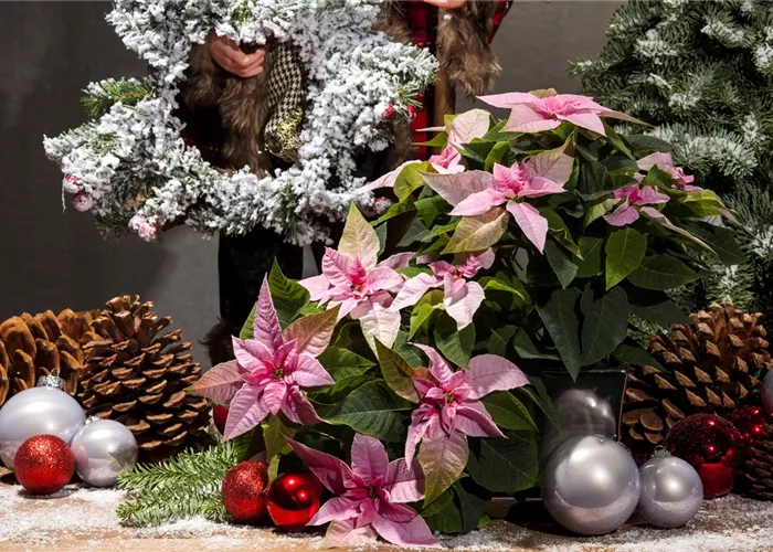 In der Adventszeit das Warten und die Vorbereitungen genießen