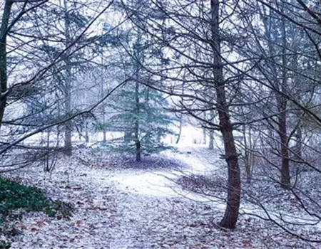 Pflanzen überwintern – der kalten Jahreszeit trotzen