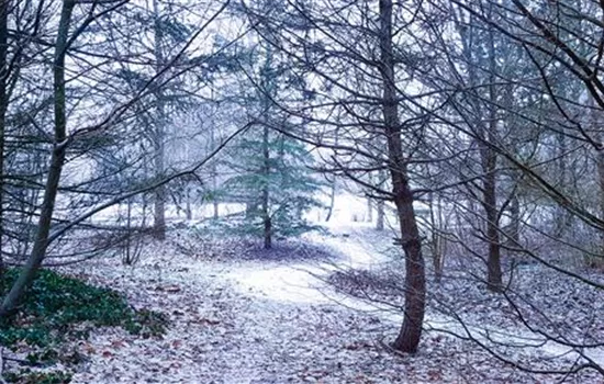 Pflanzen überwintern – der kalten Jahreszeit trotzen Pflanzen überwintern – der kalten Jahreszeit trotzen