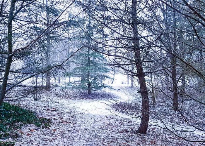 Pflanzen überwintern – der kalten Jahreszeit trotzen Pflanzen überwintern – der kalten Jahreszeit trotzen