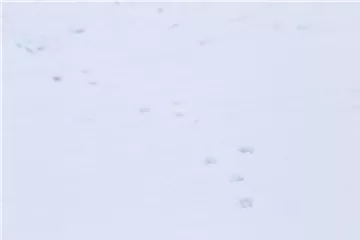 Tiere im Garten – wenn der Garten zum Leben erwacht