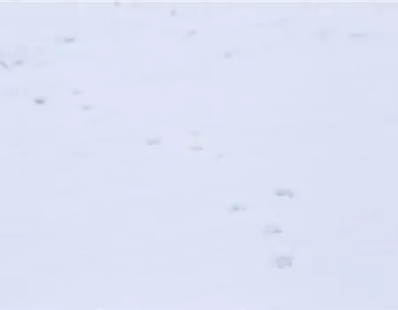 Tiere im Garten – wenn der Garten zum Leben erwacht