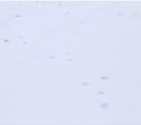 Tiere im Garten – wenn der Garten zum Leben erwacht