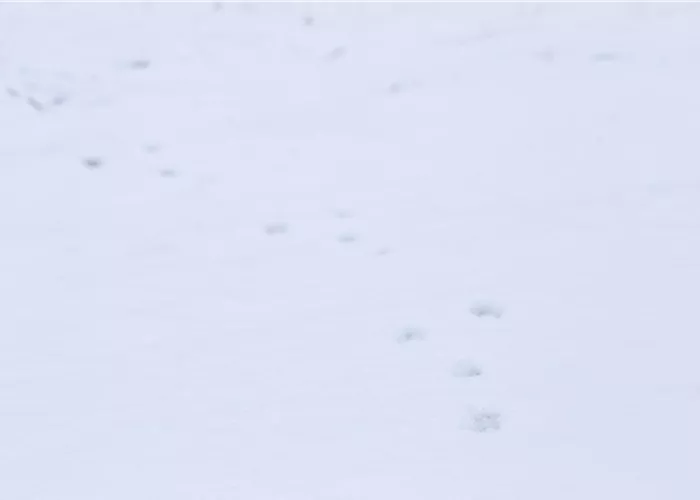 Tiere im Garten – wenn der Garten zum Leben erwacht