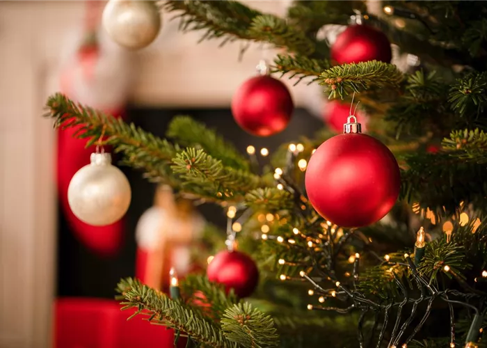 Weihnachtsbäume – wunderschöne Symbole der besinnlichen Zeit