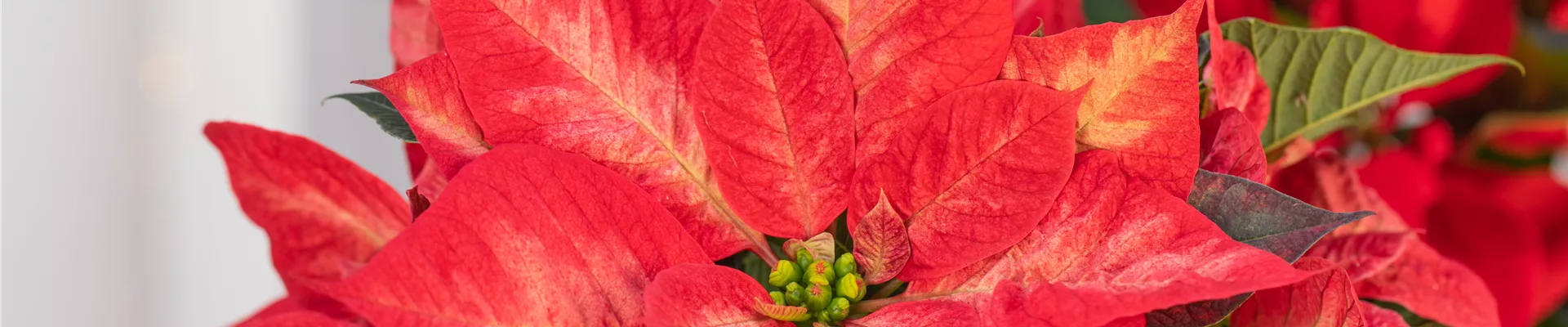 GS612912.jpg GS612912.jpg