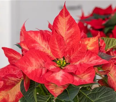 Weihnachtssterne – ansehnliche und exotische Zimmerpflanzen Weihnachtssterne – ansehnliche und exotische Zimmerpflanzen