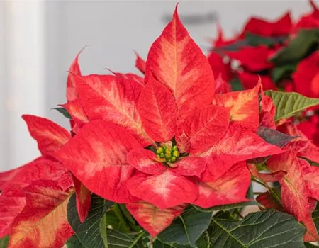 Weihnachtssterne – ansehnliche und exotische Zimmerpflanzen