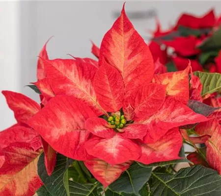 Weihnachtssterne – ansehnliche und exotische Zimmerpflanzen Weihnachtssterne – ansehnliche und exotische Zimmerpflanzen
