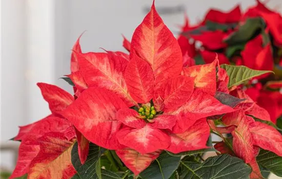 Weihnachtssterne – ansehnliche und exotische Zimmerpflanzen