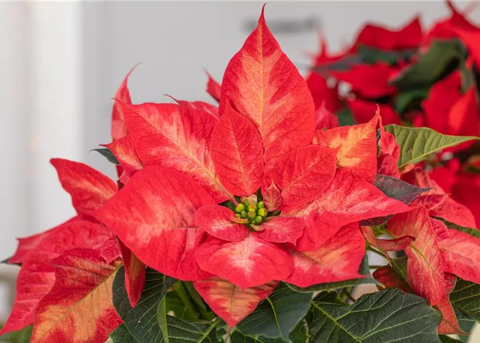 Weihnachtssterne – ansehnliche und exotische Zimmerpflanzen