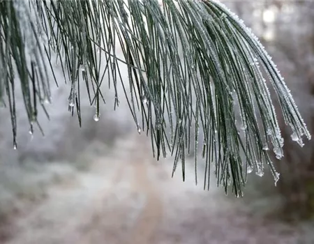 Winterschutz für Gehölze – Wie Bäume und Sträucher gut über den Winter kommen