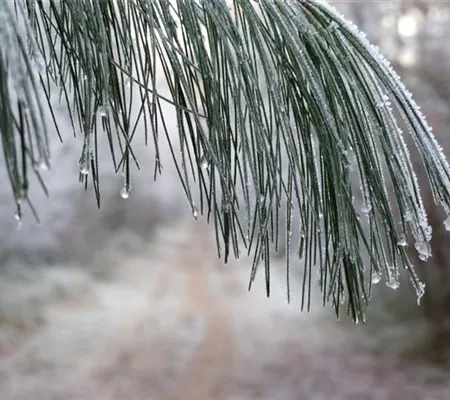 Winterschutz für Gehölze – Wie Bäume und Sträucher gut über den Winter kommen Winterschutz für Gehölze – Wie Bäume und Sträucher gut über den Winter kommen