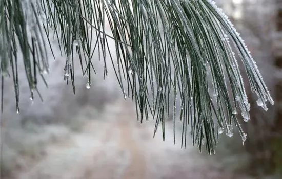 Winterschutz für Gehölze – Wie Bäume und Sträucher gut über den Winter kommen