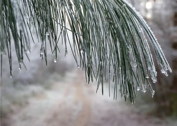 Winterschutz für Gehölze – Wie Bäume und Sträucher gut über den Winter kommen Winterschutz für Gehölze – Wie Bäume und Sträucher gut über den Winter kommen