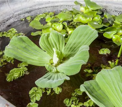 Voll im Trend: Der Indoorteich Voll im Trend: Der Indoorteich