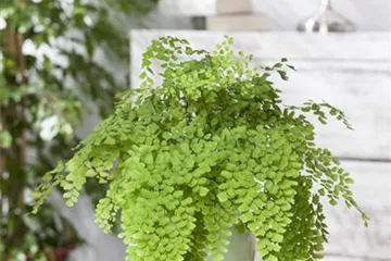 Die Pflege von Zimmerpflanzen Die Pflege von Zimmerpflanzen