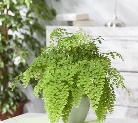 Die Pflege von Zimmerpflanzen