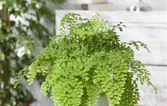 Die Pflege von Zimmerpflanzen Die Pflege von Zimmerpflanzen