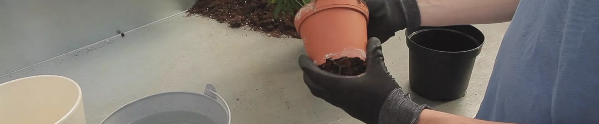 Kentia-Palme - Umtopfen (thumbnail).jpg