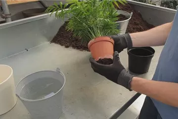 Kentia-Palme - Umtopfen