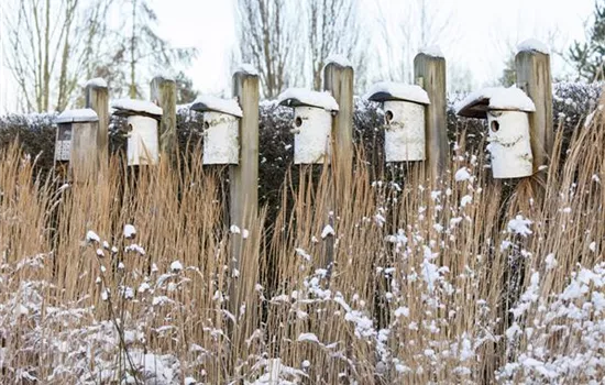 Fettfutter für Vögel selber herstellen