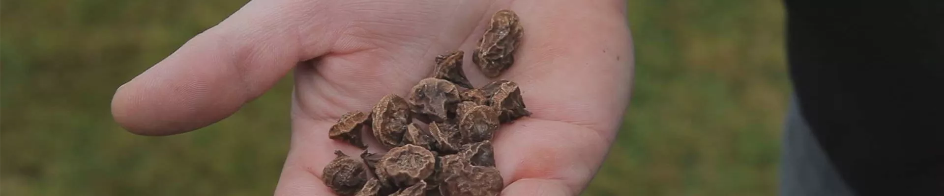 Anemonen - Blumenzwiebeln einpflanzen (thumbnail).jpg Anemonen - Blumenzwiebeln einpflanzen (thumbnail).jpg