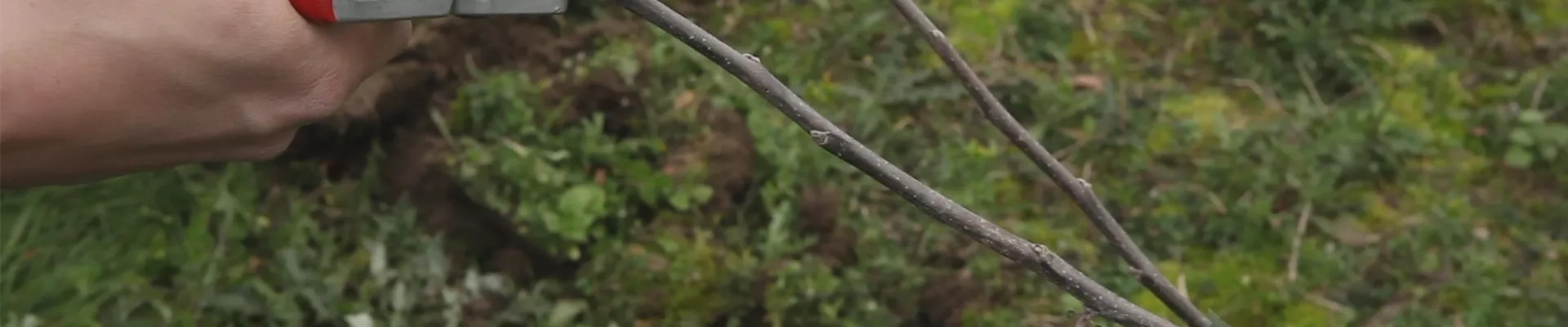 Apfelbaum - Pflanzschnitt (thumbnail).jpg Apfelbaum - Pflanzschnitt (thumbnail).jpg