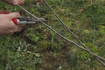 Apfelbaum - Pflanzschnitt Apfelbaum - Pflanzschnitt