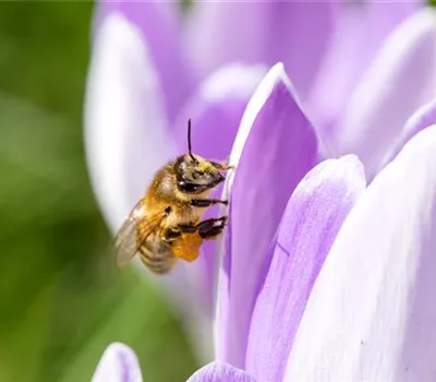 Artenschutz von Bienen durch Pflanzen und Insektenhotels Artenschutz von Bienen durch Pflanzen und Insektenhotels