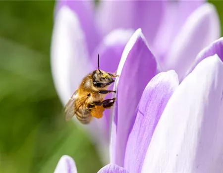 Artenschutz von Bienen durch Pflanzen und Insektenhotels