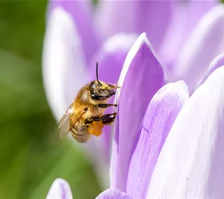 Artenschutz von Bienen durch Pflanzen und Insektenhotels