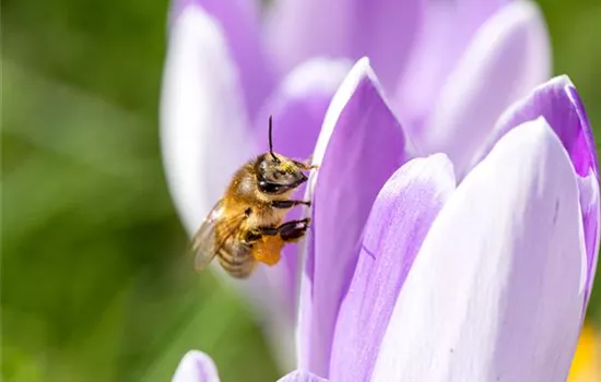 Artenschutz von Bienen durch Pflanzen und Insektenhotels