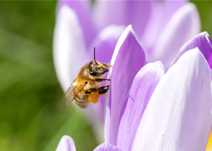 Artenschutz von Bienen durch Pflanzen und Insektenhotels