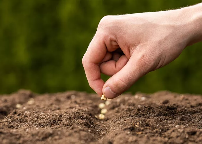 Pflanz- und Saatgut  Pflanz- und Saatgut