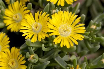 Winterharte Eisblumen (Delosperma congesta) für den Steingarten