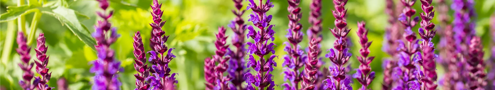 2021-8-27.8-24.GS714642.jpg 2021-8-27.8-24.GS714642.jpg