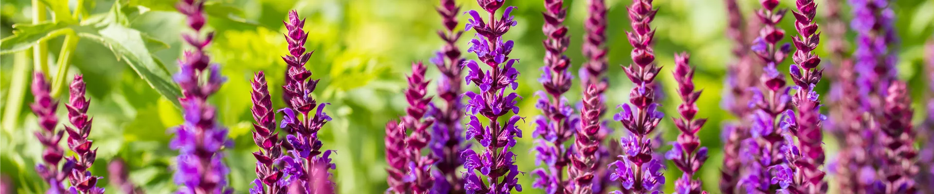 2021-8-27.8-24.GS714642.jpg 2021-8-27.8-24.GS714642.jpg