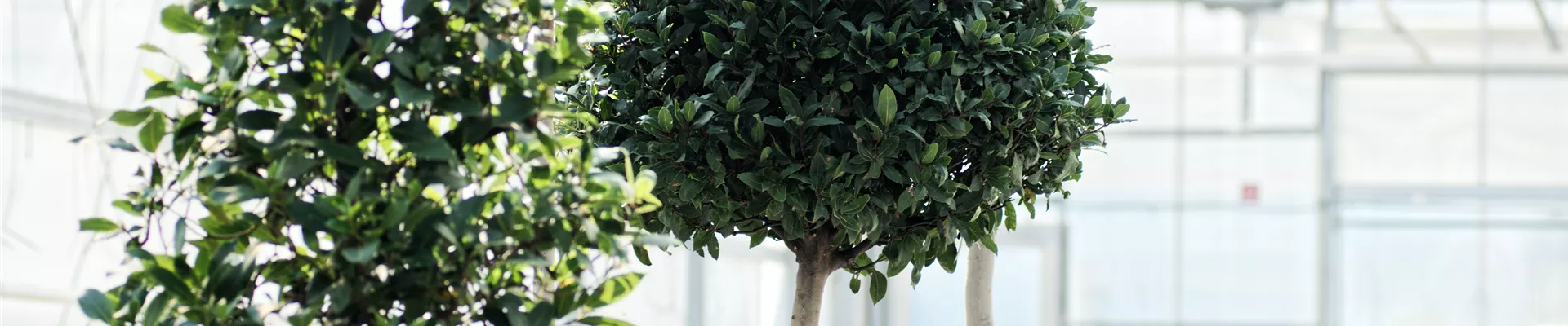 leihpflanzen.jpg leihpflanzen.jpg