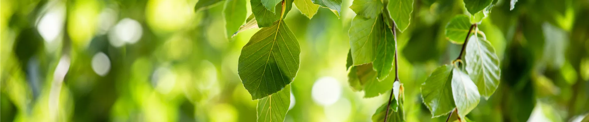 GS668431.jpg GS668431.jpg