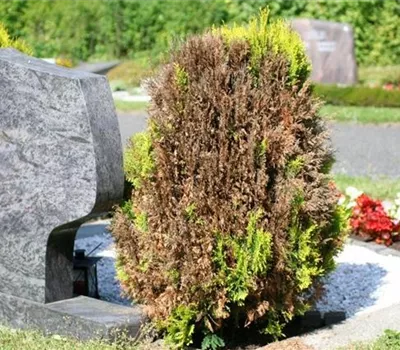 Absterbeerscheinungen am Lebensbaum Absterbeerscheinungen am Lebensbaum