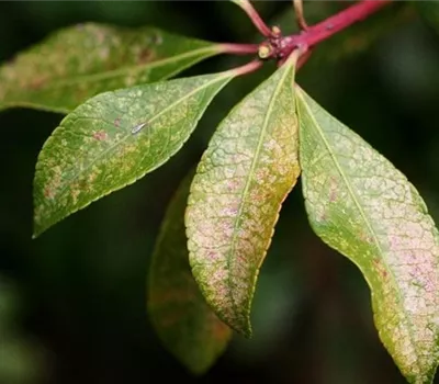 Andromeda-Netzwanze an Lavendelheide Andromeda-Netzwanze an Lavendelheide