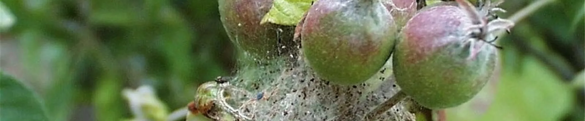 apfelgespinstmotte1-800x600.jpg apfelgespinstmotte1-800x600.jpg