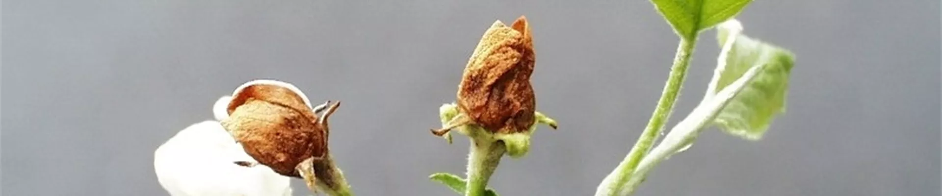 apfelbluetenstecher1-800x600.jpg apfelbluetenstecher1-800x600.jpg