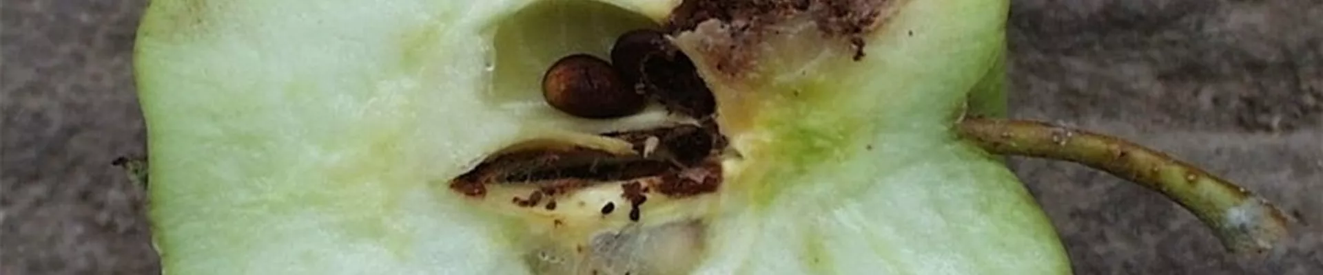 apfelwicklerschadbild1-800x600.jpg apfelwicklerschadbild1-800x600.jpg