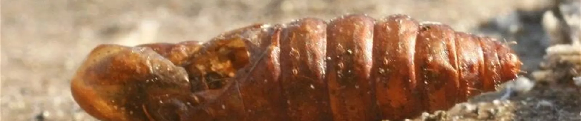 apfelwickler_ puppenhuelle1-800x600.jpg