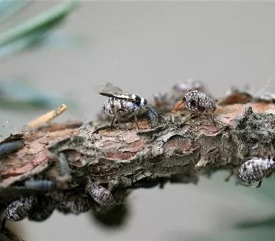 Baum- oder Rindenläuse am Lebensbaum Baum- oder Rindenläuse am Lebensbaum