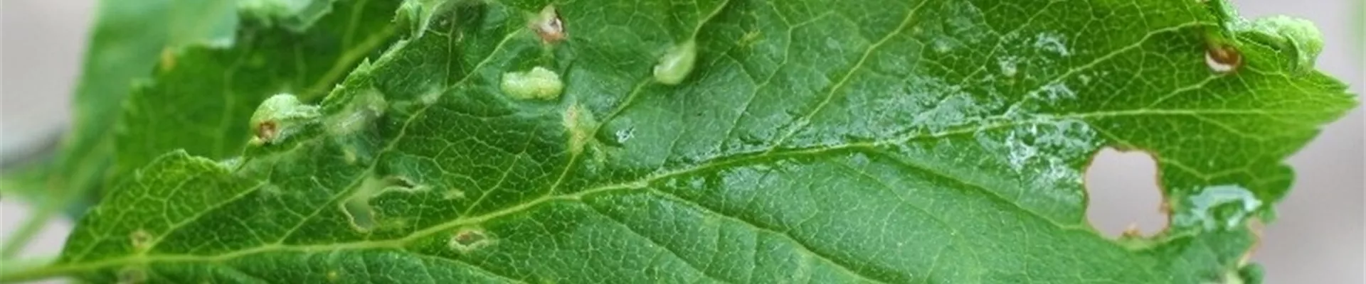 pflaumebeutelgallmilbe1-800x600.jpg pflaumebeutelgallmilbe1-800x600.jpg