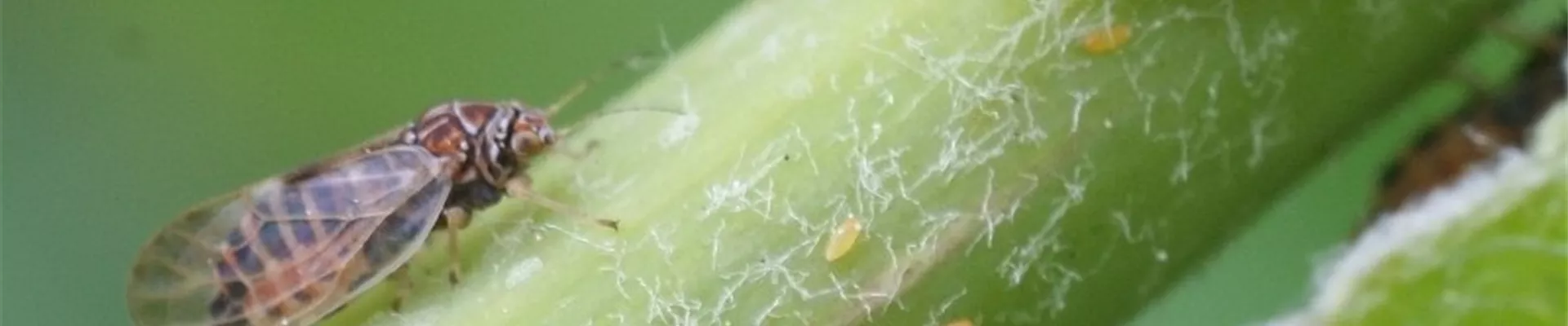 birnenblattsauger1-800x600.jpg birnenblattsauger1-800x600.jpg