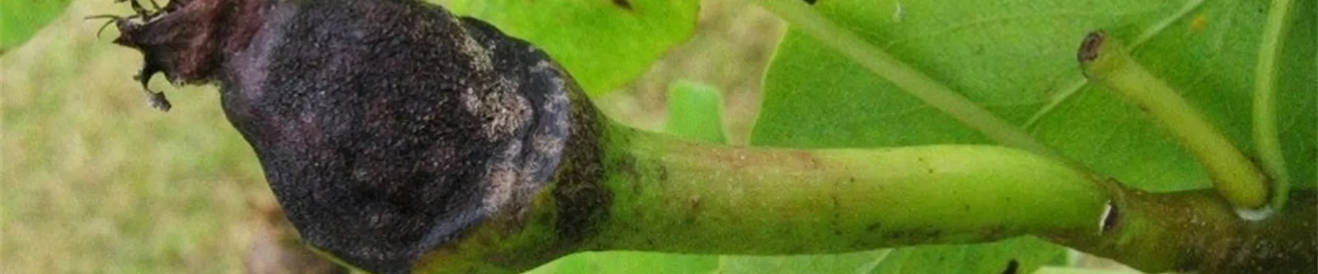 birnengallmuecke1-800x600.jpg birnengallmuecke1-800x600.jpg